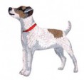 /album/fotogalerie-jack-russell-terrier-standard/jack-russell-terrier-jpg2/